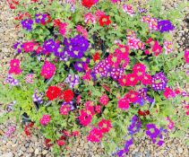 2 X 15 X 9CM VERBENA.