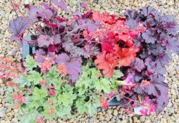 6 X 2 LITRE HEUCHERA.