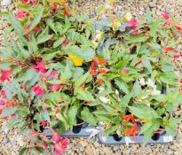 2 X 6 X 13CM BEGONIA STARSHINE.
