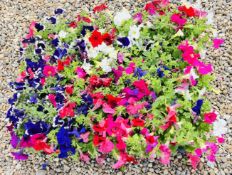 2 X 15 X 9CM PETUNIA.