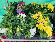 6 X 3L POTS ALSTROMERIA.