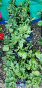 2 X 12 X 11CM CHRYSANTHEMUM CUTTINGS.