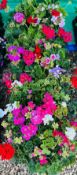 2 X 12 X 11CM UPRIGHT GERANIUM.
