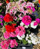 6 X 2 LTR LARGE ZONAL GERANIUMS.