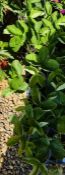 15 X STRAWBERRY PLANTS.