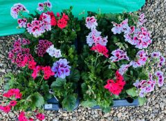 2 X 6 X 13CM REGAL PELARGONIUM.
