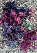 6 X 2L POTS HEUCHERA.