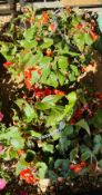 2 X 14 INCH HANGING BASKETS OF TRAILING BEGONIAS.