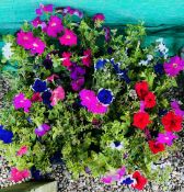 2 X 15 X 9CM PETUNIA.