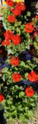 4 X SMALL PLANTED URNS WITH RED GERANIUMS ETC.