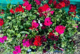 2 X 12 X 11CM TRAILING GERANIUM.
