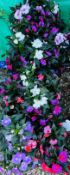 2 X 12 X 11CM NEW GUINEA IMPATIENS.