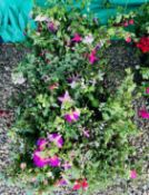 2 X 12 X 11CM TRAILING FUCHSIA.
