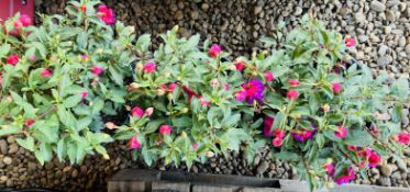 THREE LARGE FUCHSIA POTS.