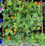 11 X 9 TRAY MARIGOLDS (99 PLANTS).