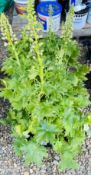 6 X 2L POTS DELPHINIUM.