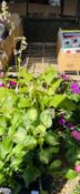 6 X 2 LTR LARGE HOSTAS.