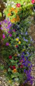 2 X 8 X 13CM MIXED BASKET PLANTS.