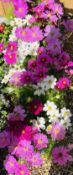 2 X 8 X 13CM COSMOS SONATA MIXED.