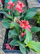 4 X 3L POTS CANNA LILY.