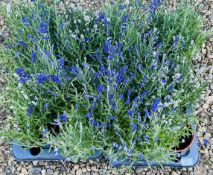 2 X 6 X 13CM LAVENDER.