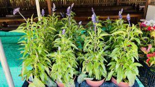 2 X 6 X 13CM SALVIA VICTORIA BLUE.