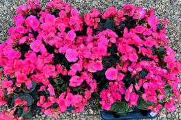 6 X 4 PACK BEGONIA LIMITLESS.