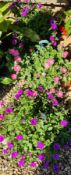 3 X HANGING BASKETS - TRAILING PETUNIAS.