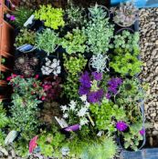 2 X 15 TRAY ROCKERY / ALPINE (30 PLANTS).