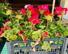 6 X 4 PACK BEDDING GERANIUMS.