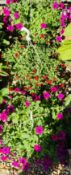 3 X HANGING BASKETS - TRAILING PETUNIAS.