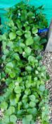 2 X 12 X 11CM STRAWBERRY PLANTS.