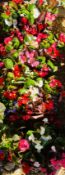 4 X PLANTED WALL BASKETS - BEGONIA SEMPER FLORENS.