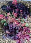6 X 2L POTS HEUCHERA.