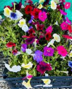 6 X 12 PACK PETUNIA.