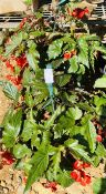 2 X HANGING BASKETS - TRAILING BEGONIAS.
