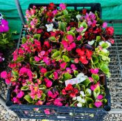 6 X 6 PACK BEDDING BEGONIAS.