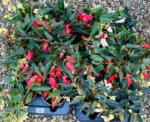 2 X 6 X 13CM BEGONIA STARSHNE.