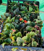 2 X 6 X 13CM BEGONIA ELATIOR.