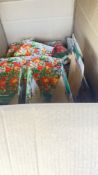 21 VARIOUS BULBS PRE PACKS.