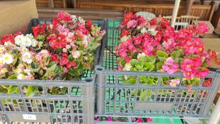 6 PACK BEDDING BEGONIA.