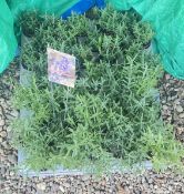 2 X 20 TRAY LAVENDER (40 PLANTS).
