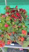 1 X 12 X 11CM TRAILING BEGONIA.