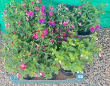 12 FUCHSIA PLANTS.
