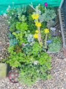 3 TRAYS ROCKERY / ALPINE PLANTS, VARIOUS SIZES (39 PLANTS).