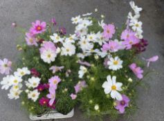 2 X 8 X 13CM COSMOS SONATA MIXED.