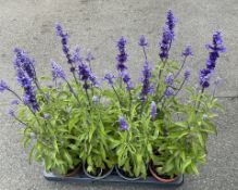 8 X 13CM SALVIA VICTORIA.