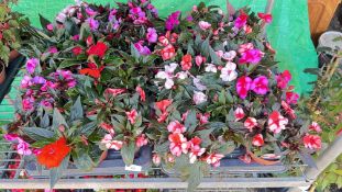 2 X 12 X 11CM NEW GUINEA IMPATIENS.