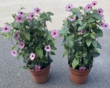 2 X THUNBERGIA ALATA - ROSE SENSATION CLIMBER (BLACK EYED SUSAN).