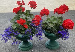 2 X 11 INCH URNS - RED GERANIUMS ETC.